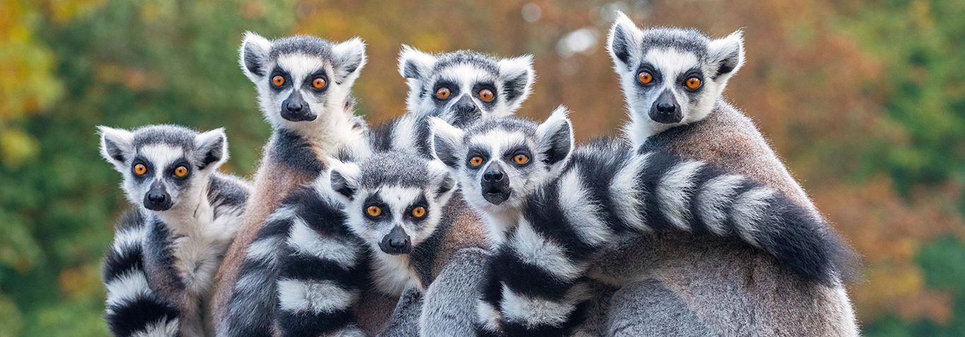 A group of resting lemurs katta