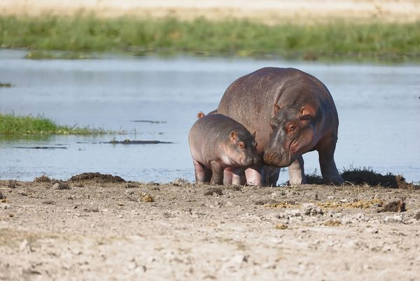 Douceurs du Kenya & Balnéaire Mombasa en rendez-vous sur place 10J/09N – 2026