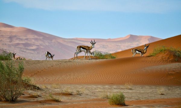 Splendeurs de Namibie & Séjour Chutes Victoria 15J/12N – 2026 – Limité à 22 pers.