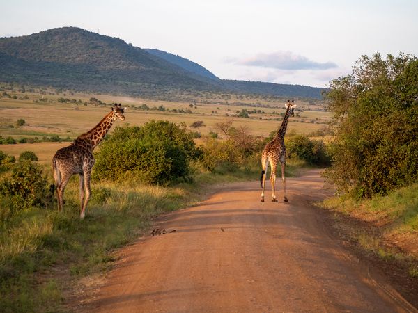 Merveilles du Kenya Mara en Rendez-vous sur place 08J/07N – 2026 – Limité à 6 pers./véhicule