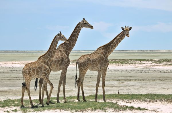 Merveilles de Namibie & Séjour Fish River Canyon & Victoria Falls 20J/17N – 2026 – Limité à 8 pers./véhicule