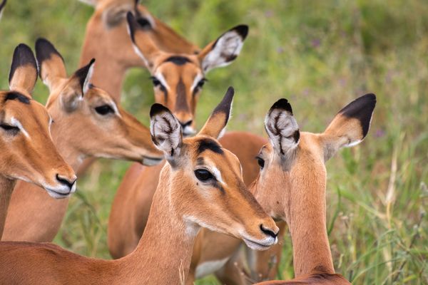 Immersion en Tanzanie 09J/06N – 2026 – Limité à 6 pers./véhicule