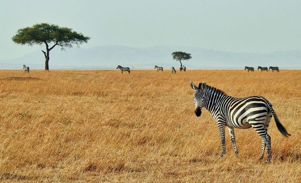 Douceurs du Kenya & Balnéaire Mombasa 12J/09N – 2026 – Limité à 6 pers./véhicule