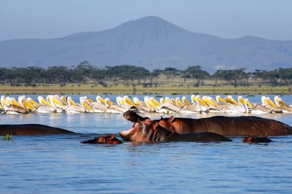 Merveilles du Kenya Samburu 10J/07N – 2026 – Limité à 6 pers./véhicule