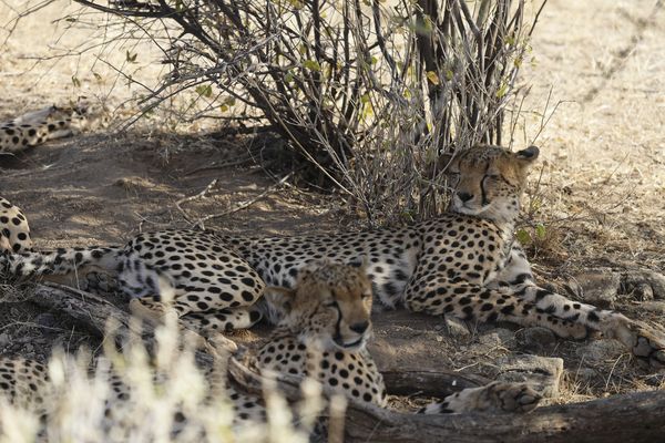 Merveilles du Kenya Samburu 10J/07N – 2026 – Limité à 6 pers./véhicule