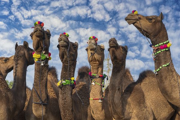 Splendeurs de l&rsquo;Inde du Nord – Spécial Fête de Pushkar – & Sources du Gange 14J/11N – 2026- Limité à 28 pers.