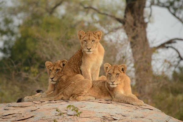 Splendeurs du Parc Kruger & Extension Chutes Victoria 13J/10N – 2026 – Limité à 28 pers.