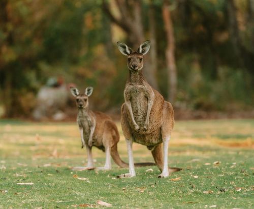 Merveilles d&rsquo;Australie 16J/12N – 2026/2027 – Limité à 26 pers.