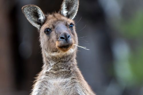 Pré-voyage Melbourne & Merveilles d&rsquo;Australie 21J/17N – 2026/2027 – Limité à 26 pers.