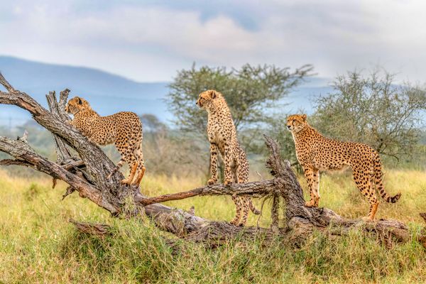 Splendeurs du Parc Kruger 10J/07N – 2027 – Limité à 24 pers.