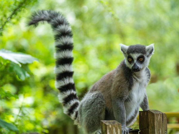 Immersion de Madagascar & Balnéaire Nosy Be 16J/13N – 2027 – Limité à 14 pers.