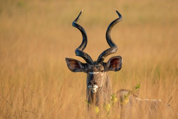 Splendeurs de Tanzanie & Zanzibar 10J/07N – 2027 – Limité à 6 pers./véhicule