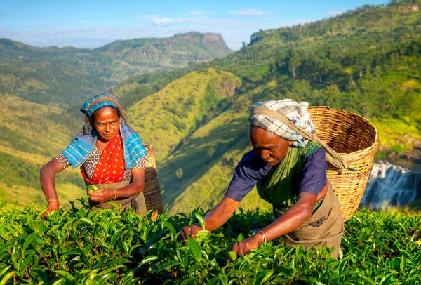 Immersion au Sri Lanka 15J/12N – 2027 – Limité à 12 pers.