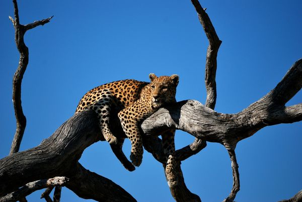 Immersion au Botswana 11J/8N – 2027 – Limité à 7 pers./véhicule