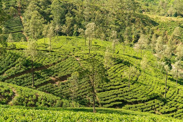 Splendeurs du Sri Lanka 10J/7N – 2027 – Limité à 28 pers.