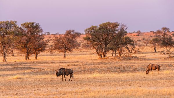 Splendeurs de Namibie & Séjour Fish River Canyon 16J/13N – 2027 – Limité à 22 pers.