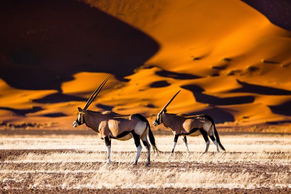 Merveilles de Namibie 14J/11N – 2027 – Limité à 8 pers./véhicule