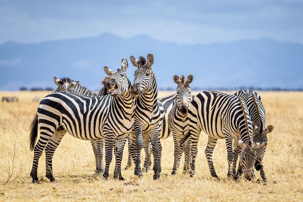 Splendeurs de Tanzanie & Zanzibar 13J/10N – 2027 – Limité à 6 pers./véhicule
