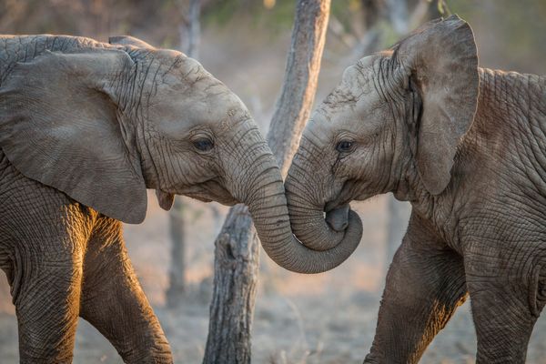 Immersion en Afrique du Sud & Extension Chutes Victoria & Chobe 16J/13N – 2027 – Limité à 12 pers.