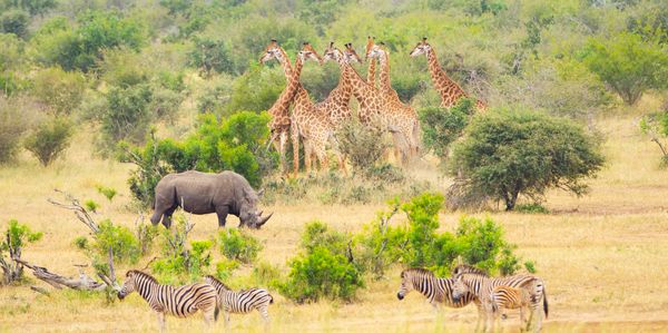 Pré-voyage Cap Town & Splendeurs du Parc Kruger 13J/10N – 2027 – Limité à 24 pers.